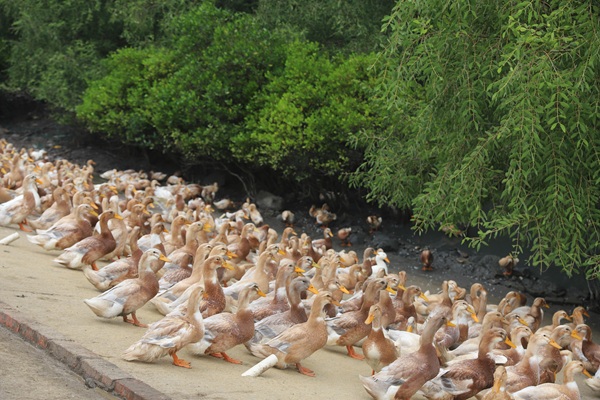 粤电力以“一主两翼”增强县域发展动力赋能广东省“百千万工程”(图3)